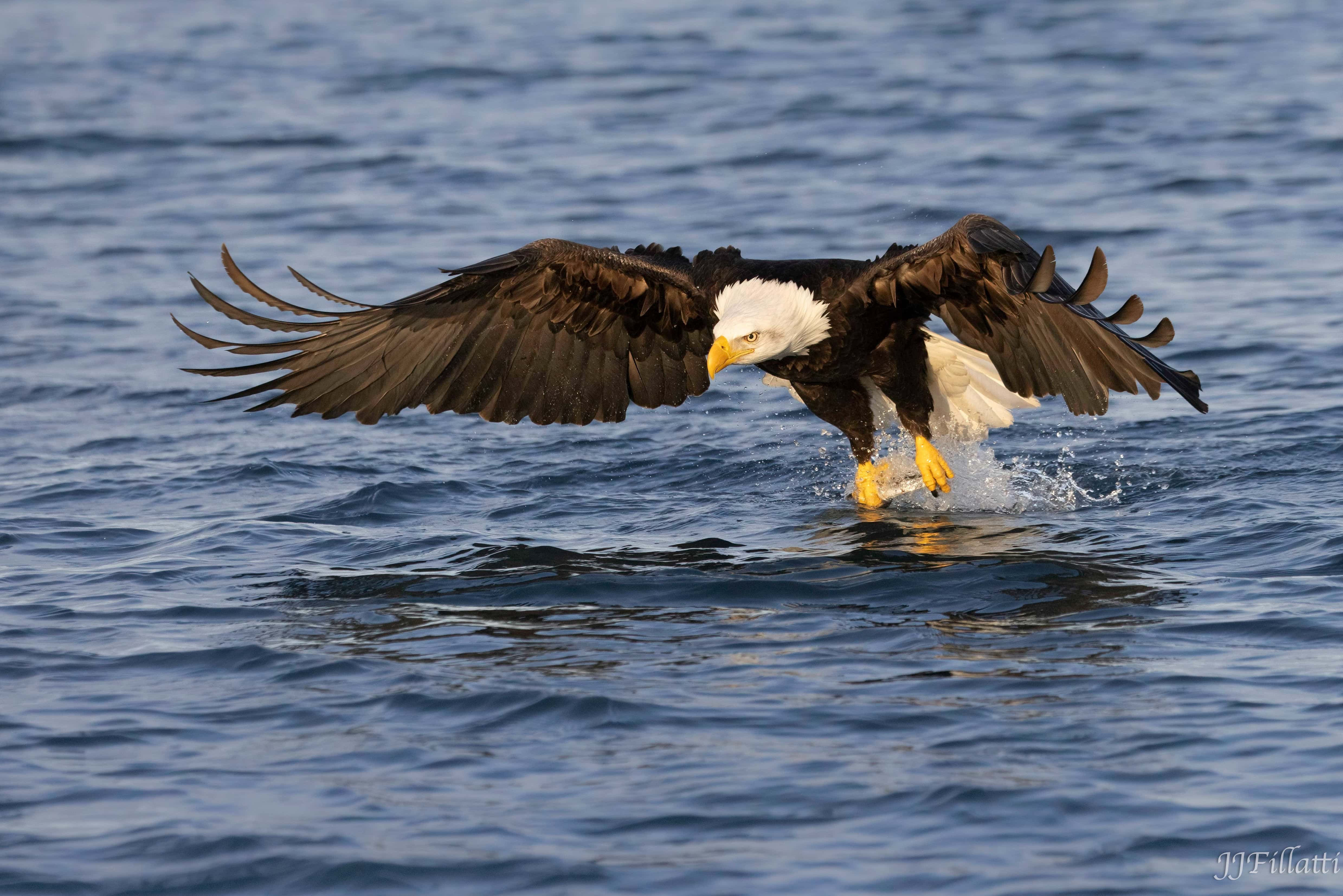 bird of homer alaska image 4